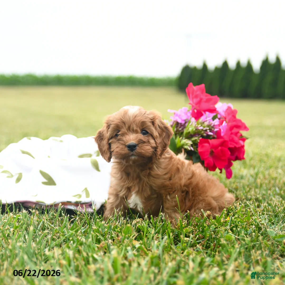Cavapoo dogs for sale: Cookie - Ad 2