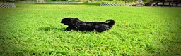 Havapoo dogs for sale: Harmony - Ad 23