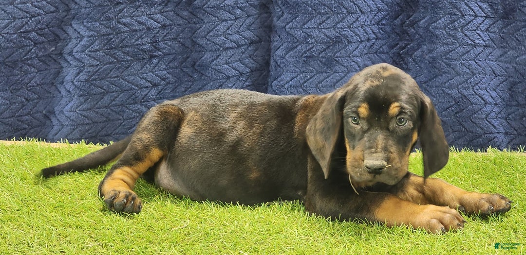 Mixed Breed dogs for sale: 2025 Bloodahoula Male 1 "Curly" - Ad 10