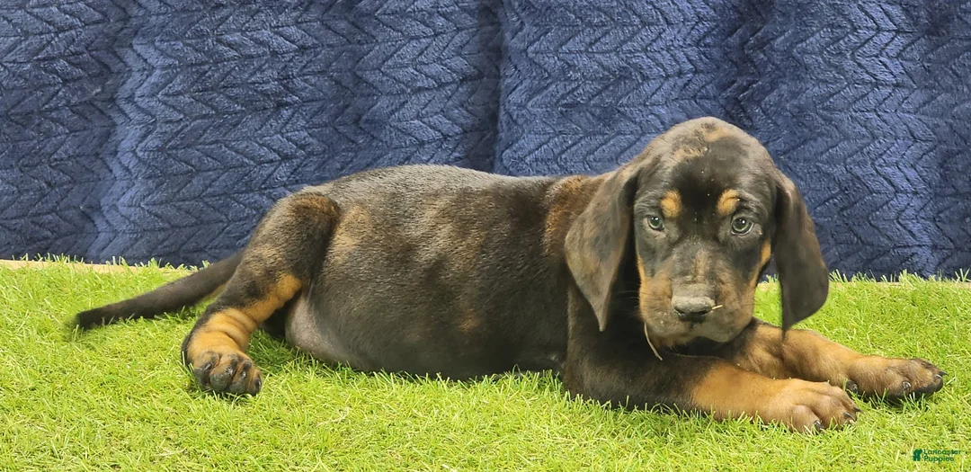 Mixed Breed dogs for sale: 2025 Bloodahoula Male 1 "Curly" - Ad 10