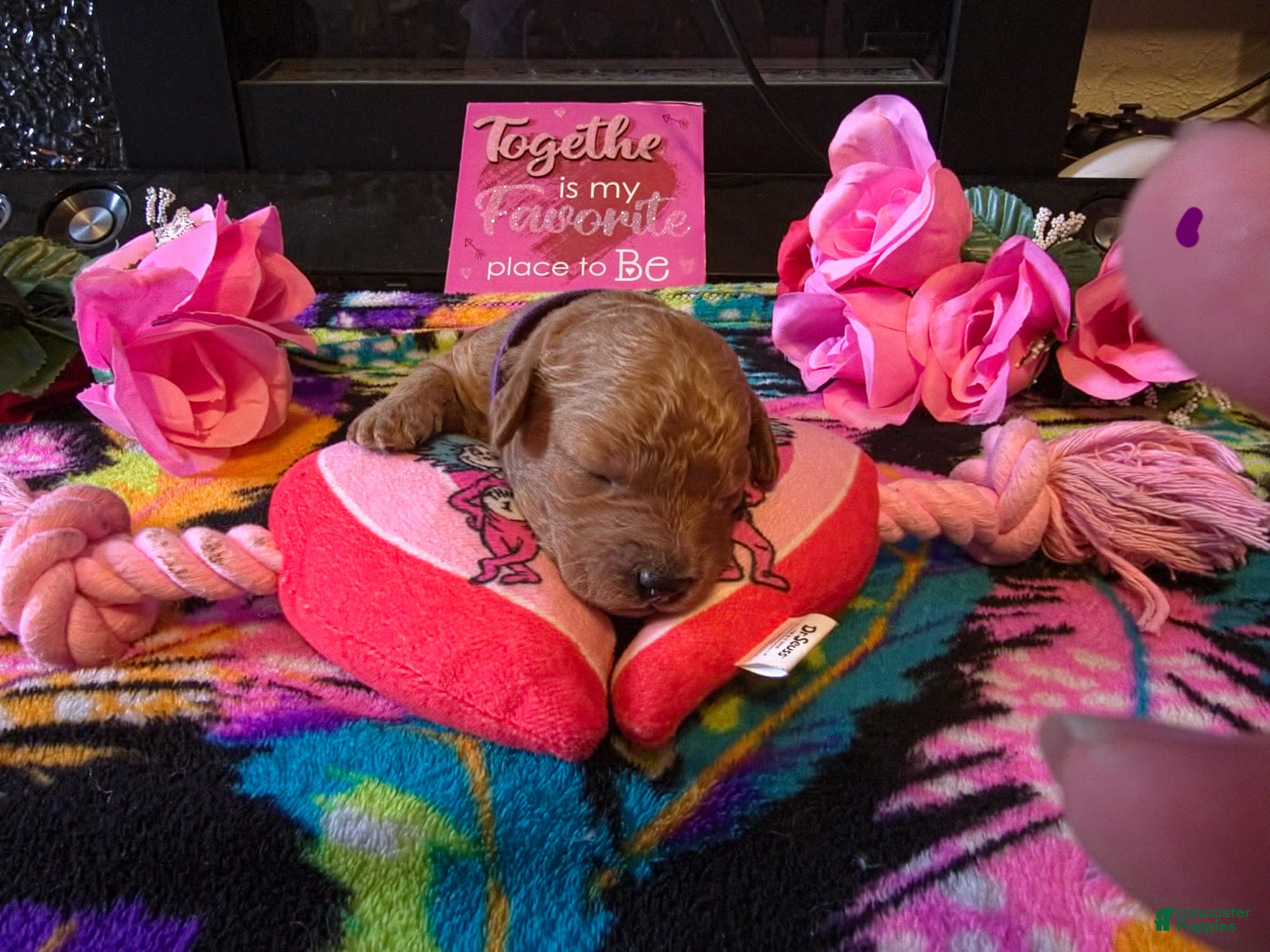Mini Goldendoodle dogs luna - Ad 2