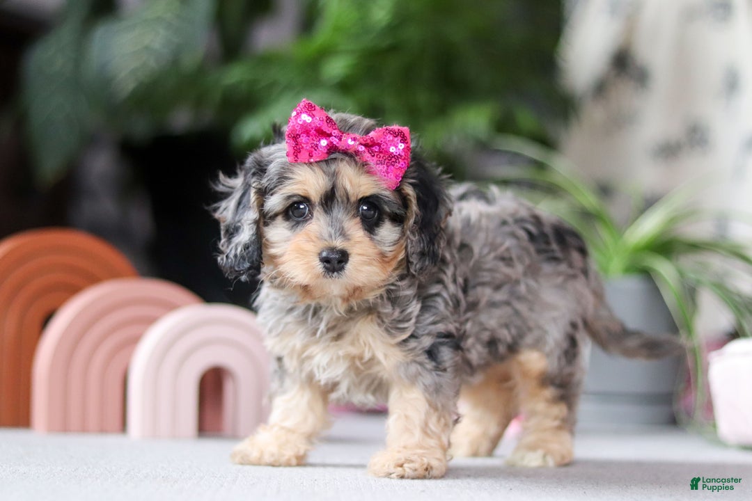 Cavapoo dogs for sale: Nova - Ad 5