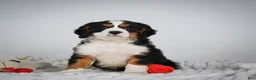 Miniature Bernese Mountain Dog dogs for sale: Max - Ad 5