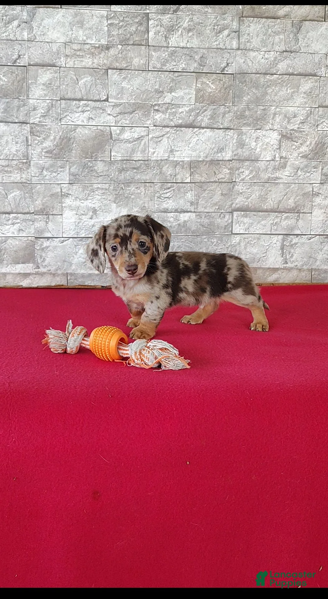 Miniature Dachshund dogs for sale: Landon - Ad 2