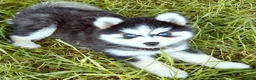Pomsky dogs for sale: Ranger - Ad 2