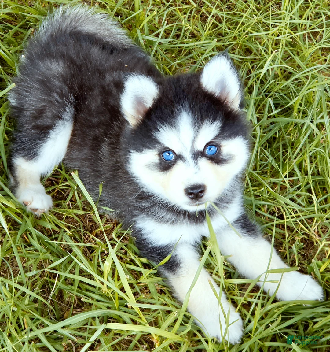 Pomsky dogs for sale: Ranger - Ad 2