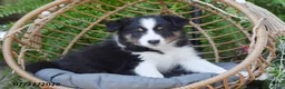 Shetland Sheepdog dogs for sale: Hero - Ad 2