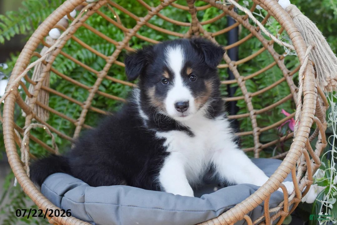 Shetland Sheepdog dogs for sale: Hero - Ad 2