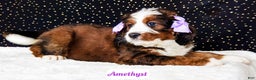 Bernedoodle dogs for sale: Amethyst - Ad 6