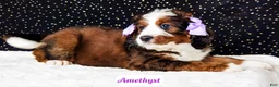 Bernedoodle dogs for sale: Amethyst - Ad 6