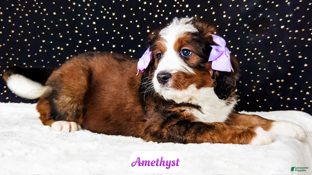 Bernedoodle dogs for sale: Amethyst - Ad 6