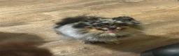 Pomeranian dogs for sale: #3 - Ad 10
