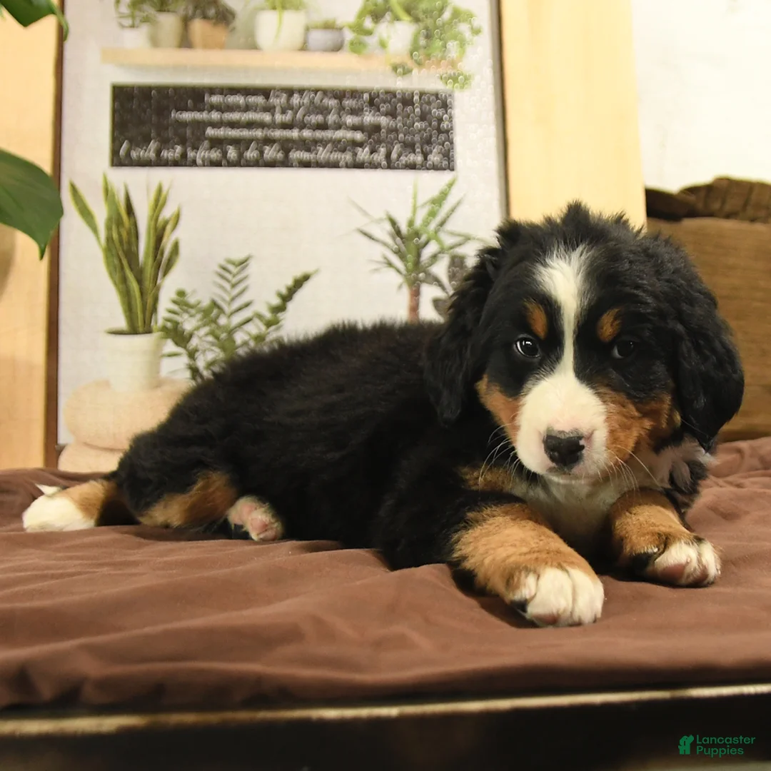 Bernedoodle dogs for sale: Roxy - Ad 3