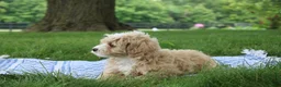 Mini Goldendoodle dogs for sale: Tinkerbell - Ad 6
