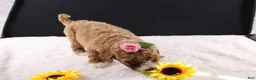 Mini Goldendoodle dogs for sale: Daisy - Ad 6