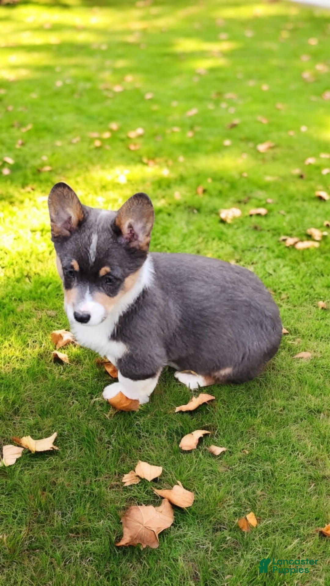 Welsh Corgi Pembroke dogs for sale: Alexa Bluie - Ad 13