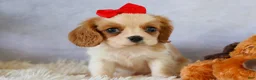 Cavalier King Charles Spaniel dogs for sale:  Nugget🐾 - Ad 19