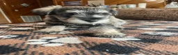 Miniature Schnauzer dogs for sale: Pumba - Ad 5