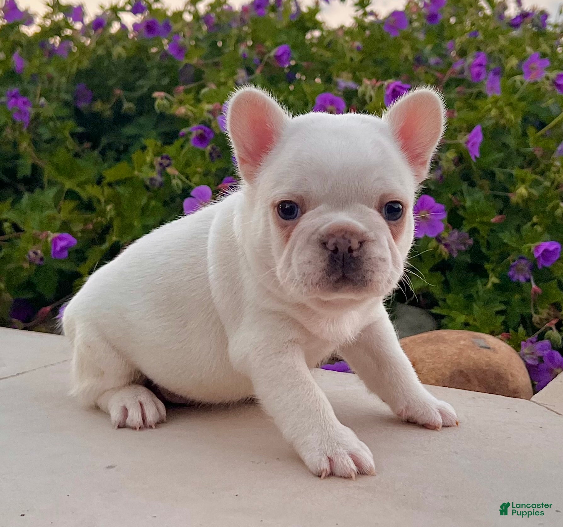 French Bulldog dogs Dakota - Ad 1