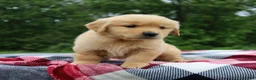 Golden Retriever dogs for sale: Cuddles - Ad 3