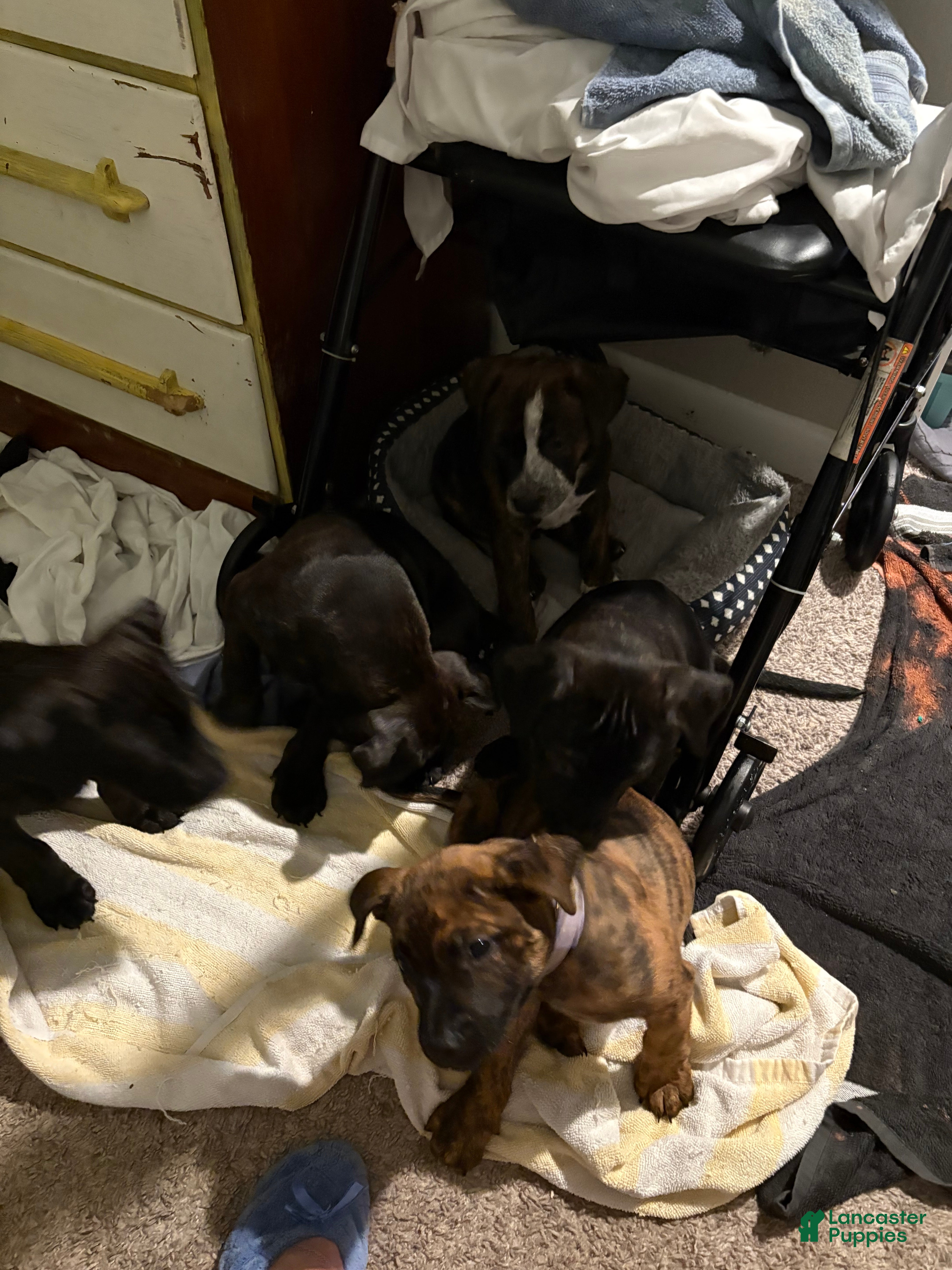 American Pit Bull Terrier dogs Tigger - Ad 2