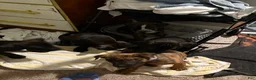 American Pit Bull Terrier dogs for sale: Tigger - Ad 2