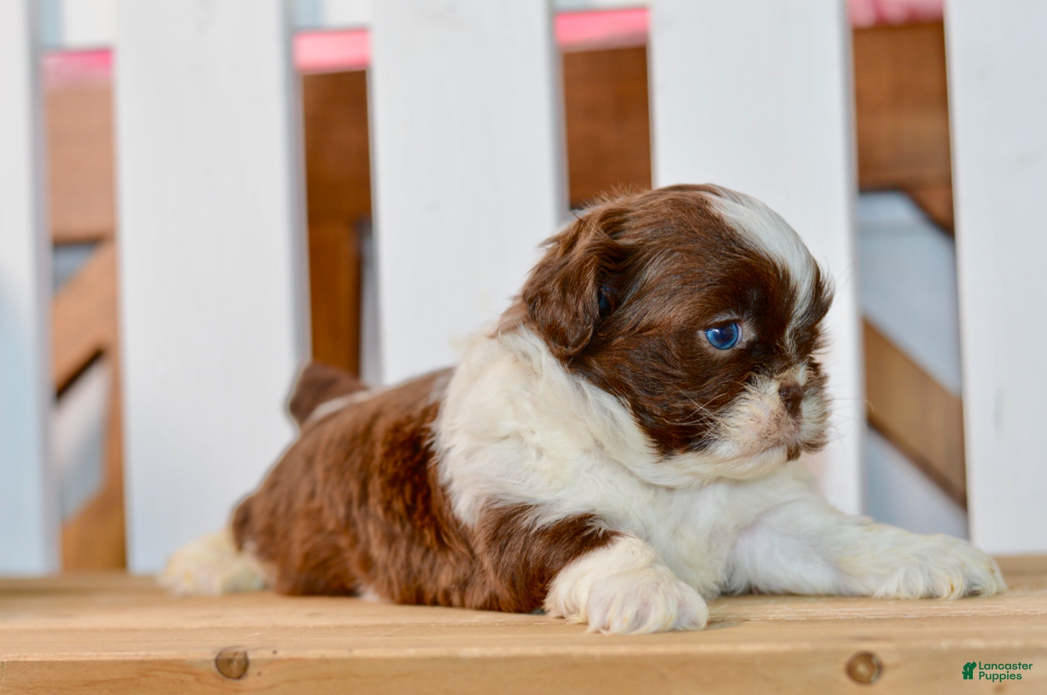 Shih Tzu dogs Banks - Ad 2