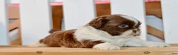 Shih Tzu dogs for sale: Banks - Ad 2