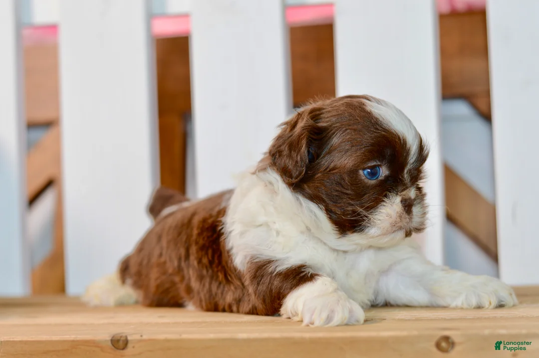 Shih Tzu dogs for sale: Banks - Ad 2