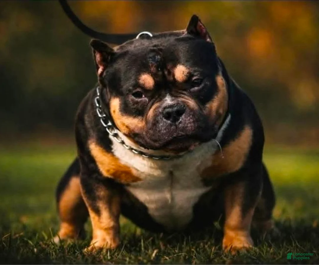 American Bully dogs for sale: American Bully  - Ad 9