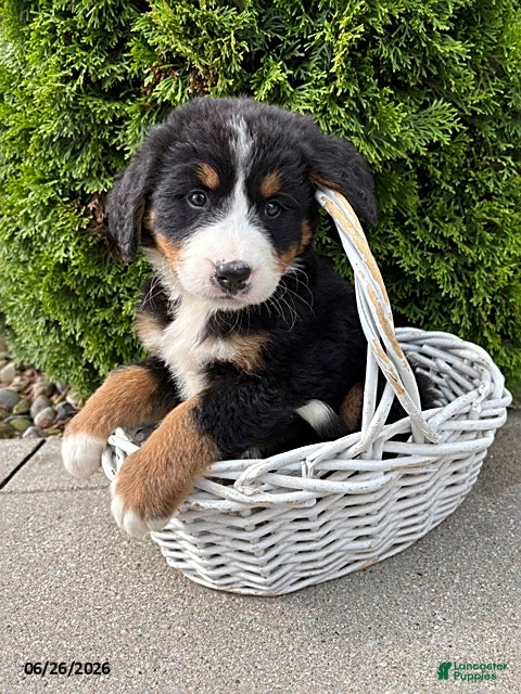 Bernese Mountain Dog dogs Belle - Ad 2