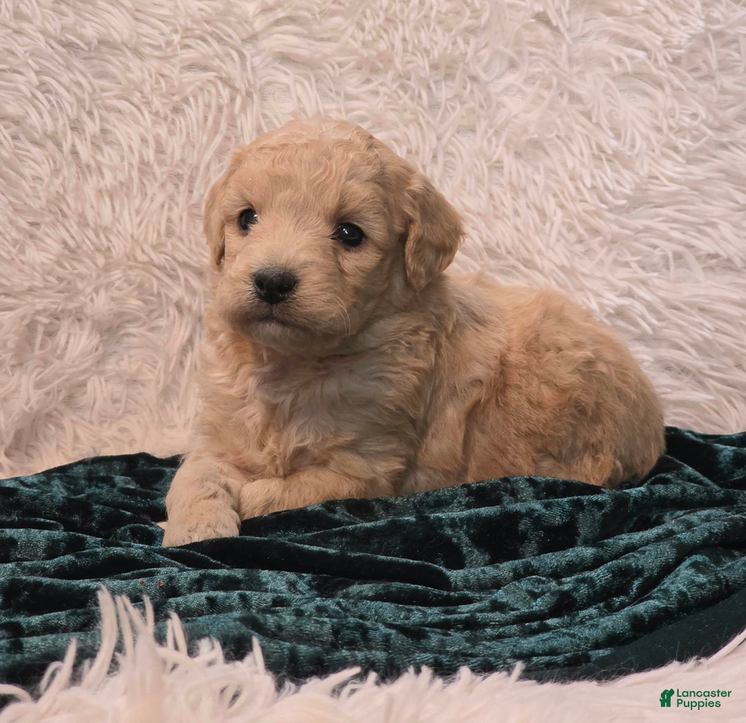 Mini Goldendoodle dogs for sale: Holly - Ad 4