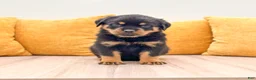 Rottweiler dogs for sale: Finley - Ad 1