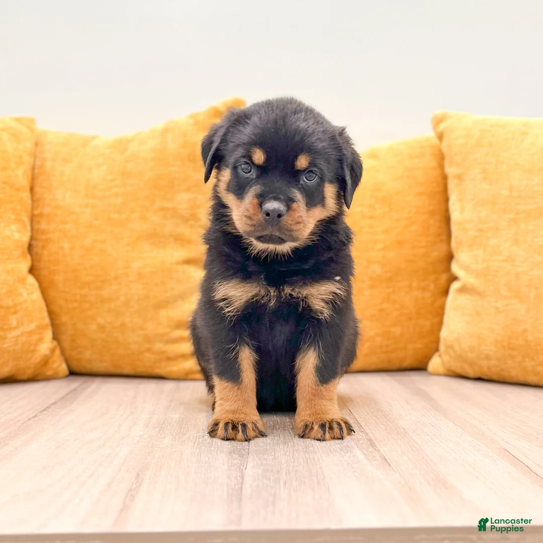 Rottweiler dogs for sale: Finley - Ad 1