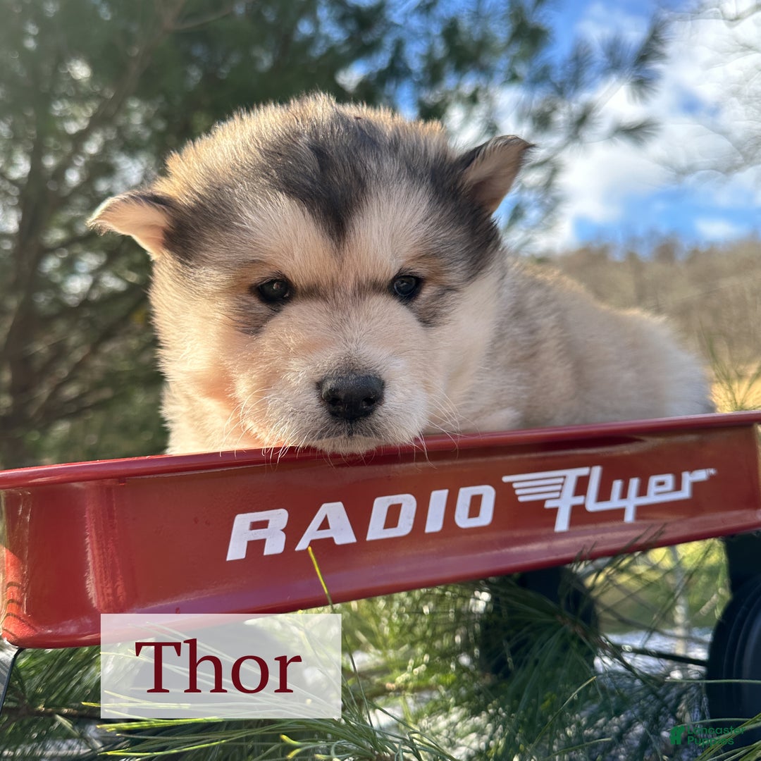 Alaskan Malamute dogs for sale: Thor - Ad 2