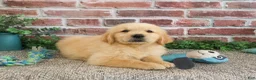 Golden Retriever dogs for sale: Georgie - Ad 10