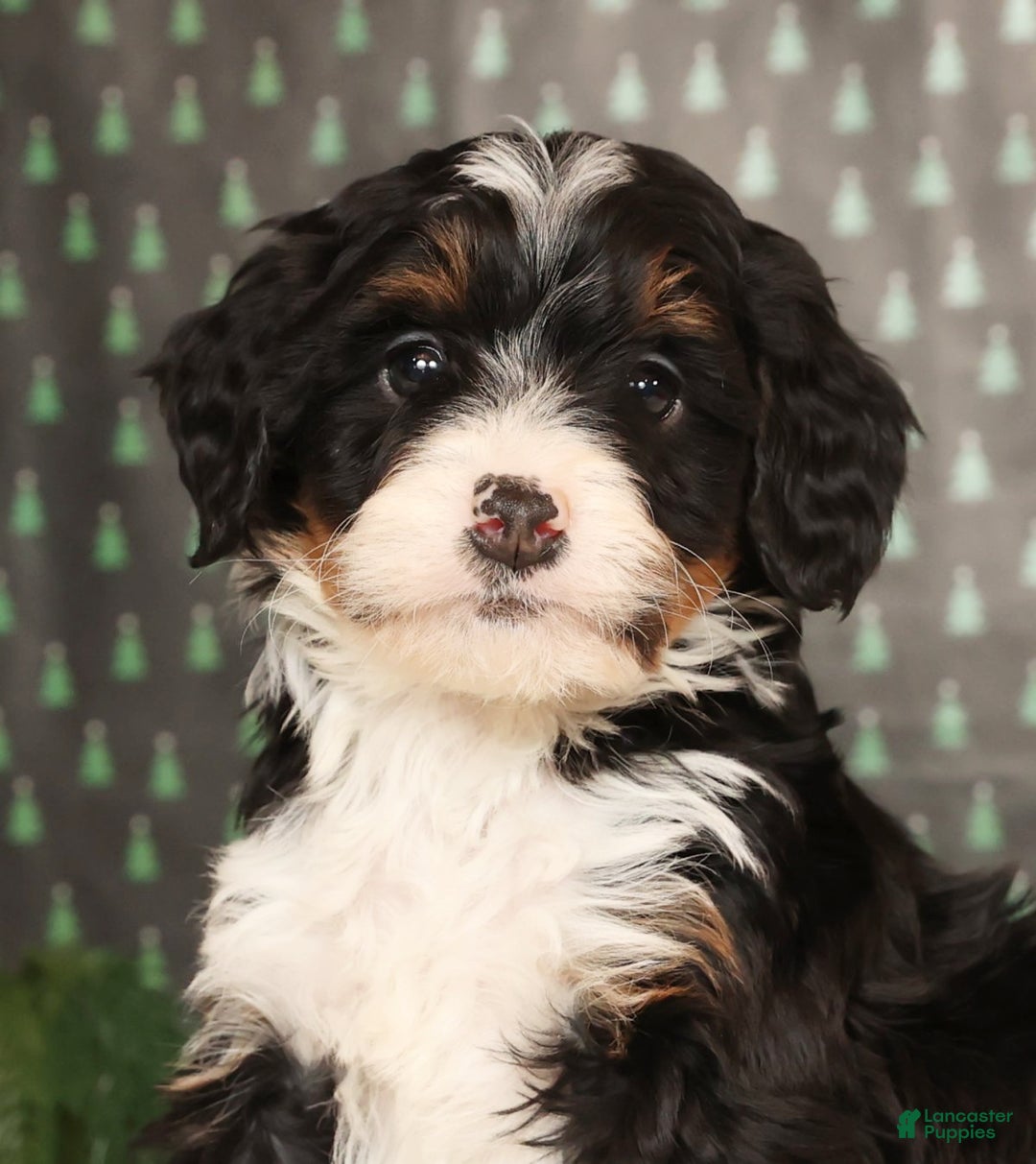 Mini Bernedoodle dogs for sale: Blazer - Ad 9