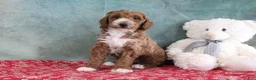 Mini Goldendoodle dogs for sale: Sillas - Ad 4