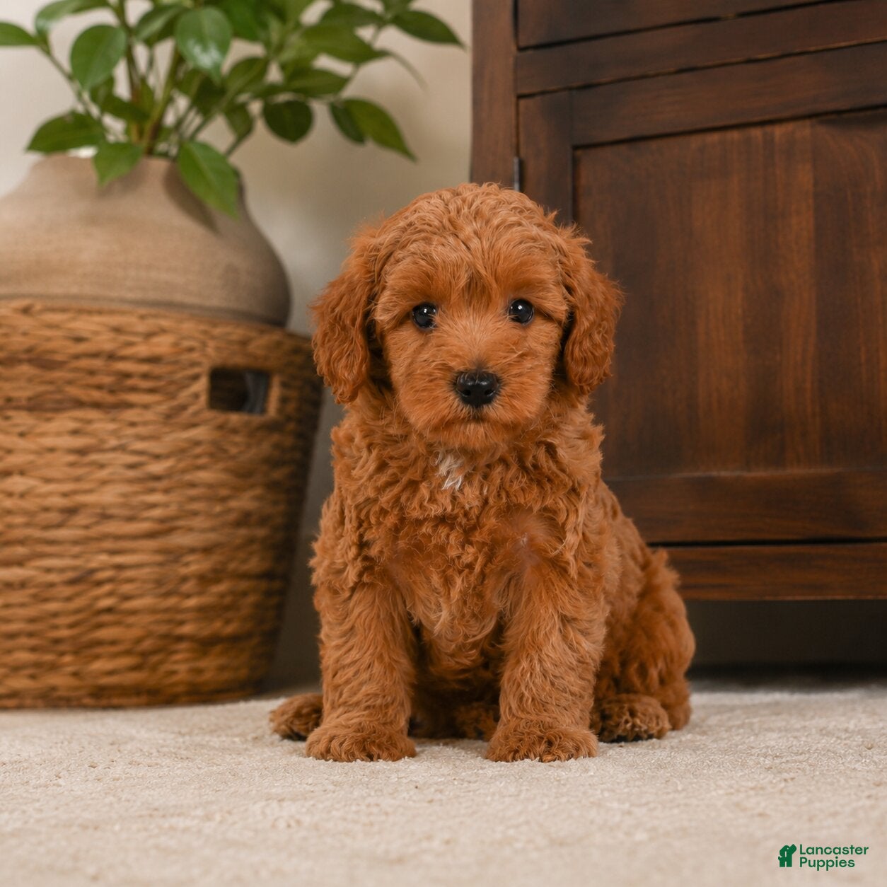 Cavapoo dogs Alice - Ad 2