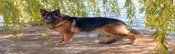 German Shepherd dogs for sale: German Shepherd 1 - Ad 4