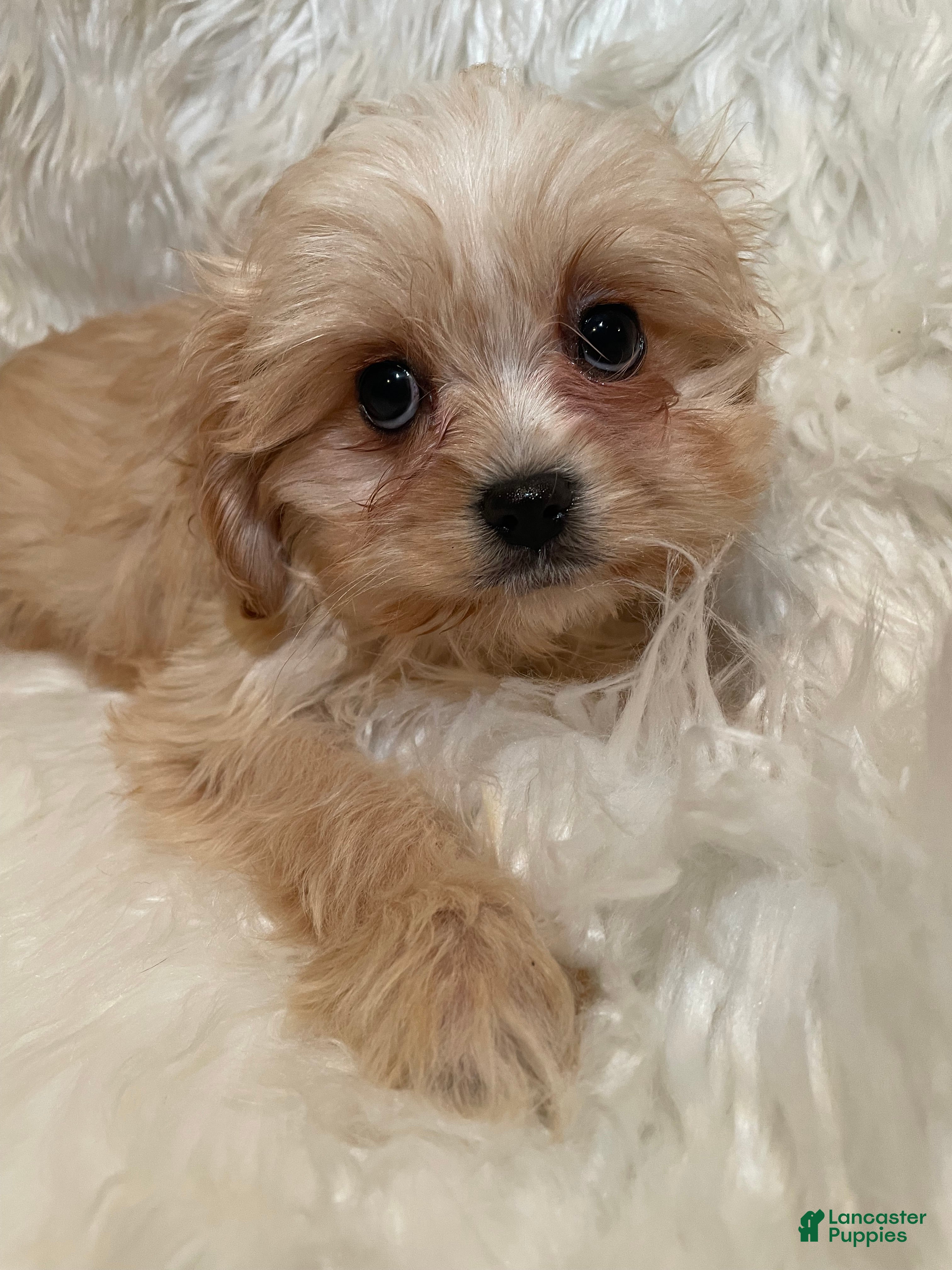 Cavapoo dogs Cavapoo Puppy 3 - Ad 29