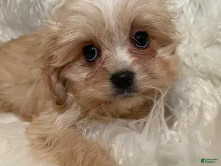 Cavapoo dogs Cavapoo Puppy 3 - Ad 29