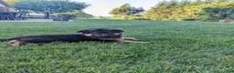 German Shepherd dogs for sale: German Shepherd 2 - Ad 1