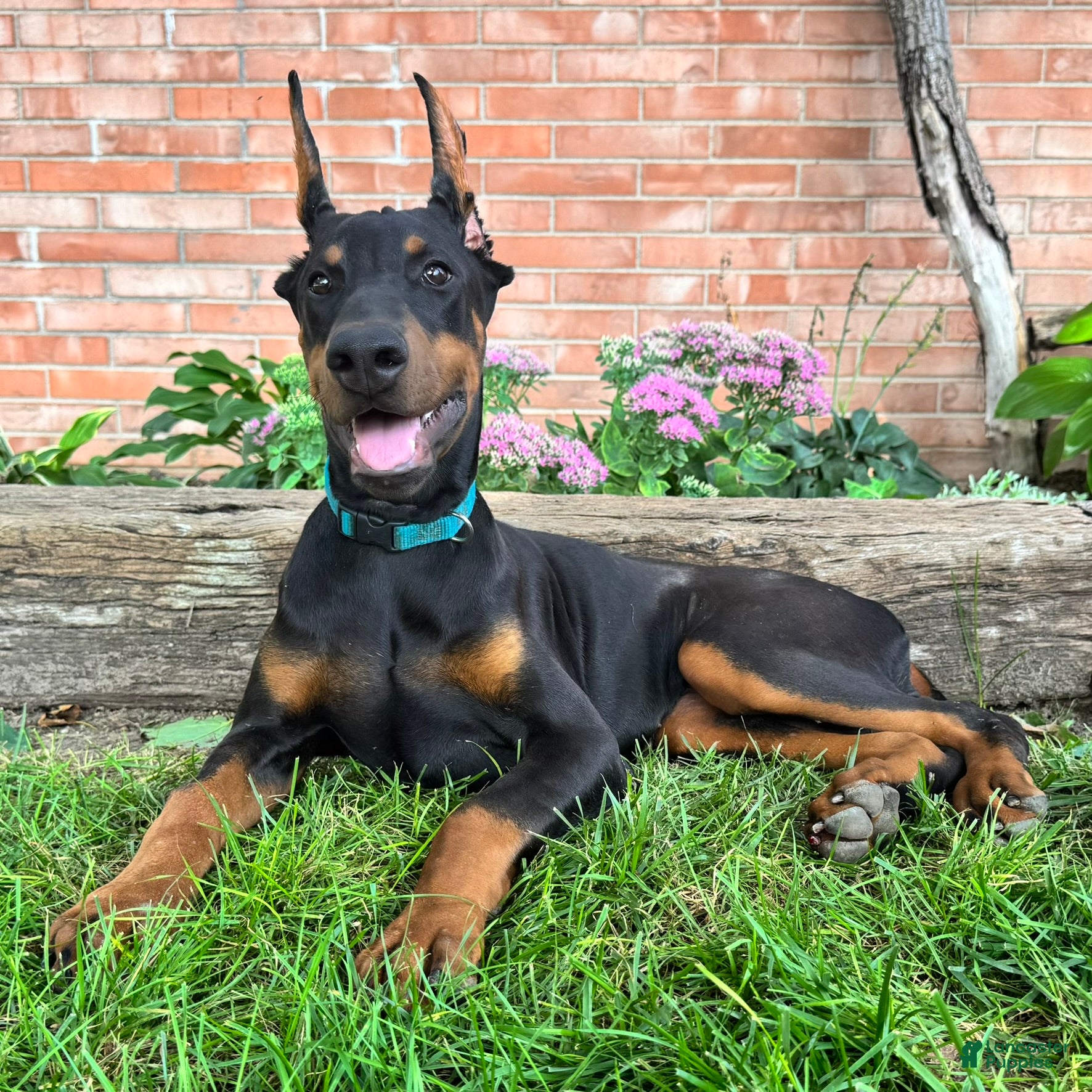 Doberman Pinscher dogs Zuri - Ad 1