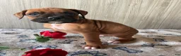 Boxer dogs for sale: Brody - Ad 4