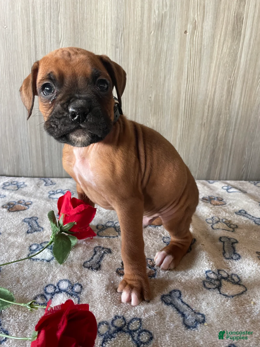 Boxer dogs for sale: Brody - Ad 4