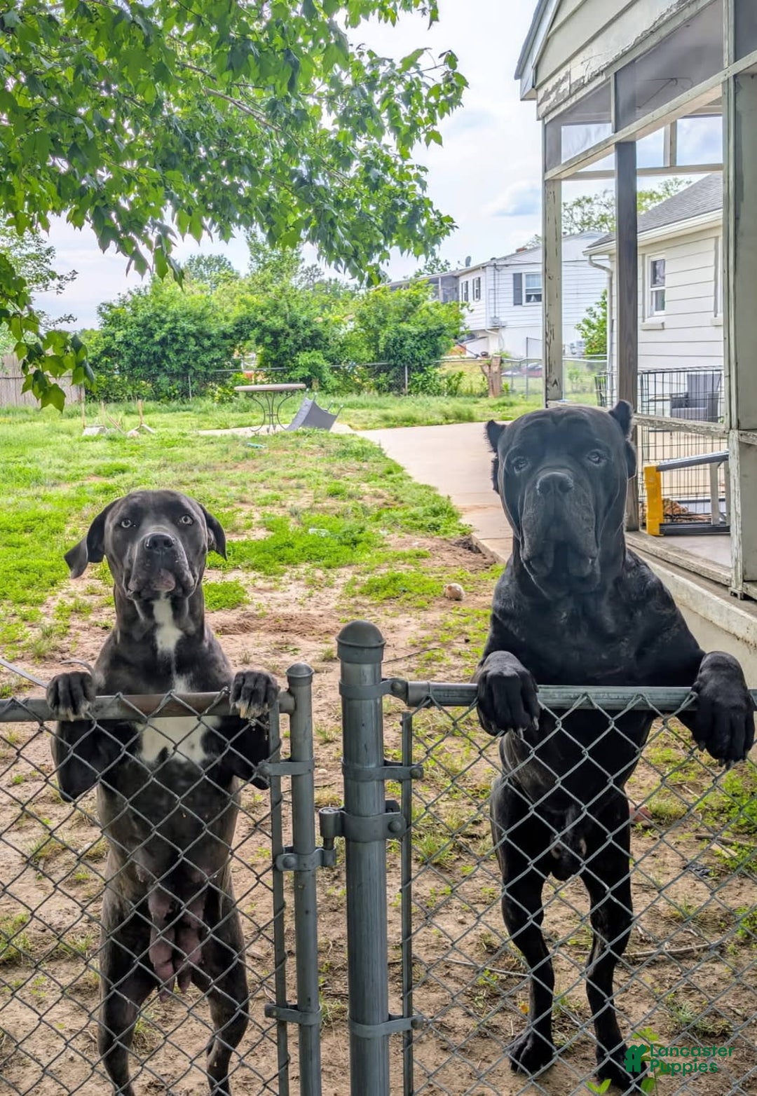 Gallery Image {{count}}