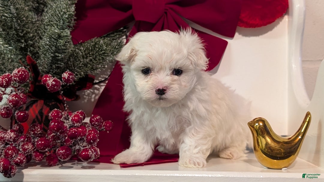 Maltese dogs for sale: Kona - Ad 8