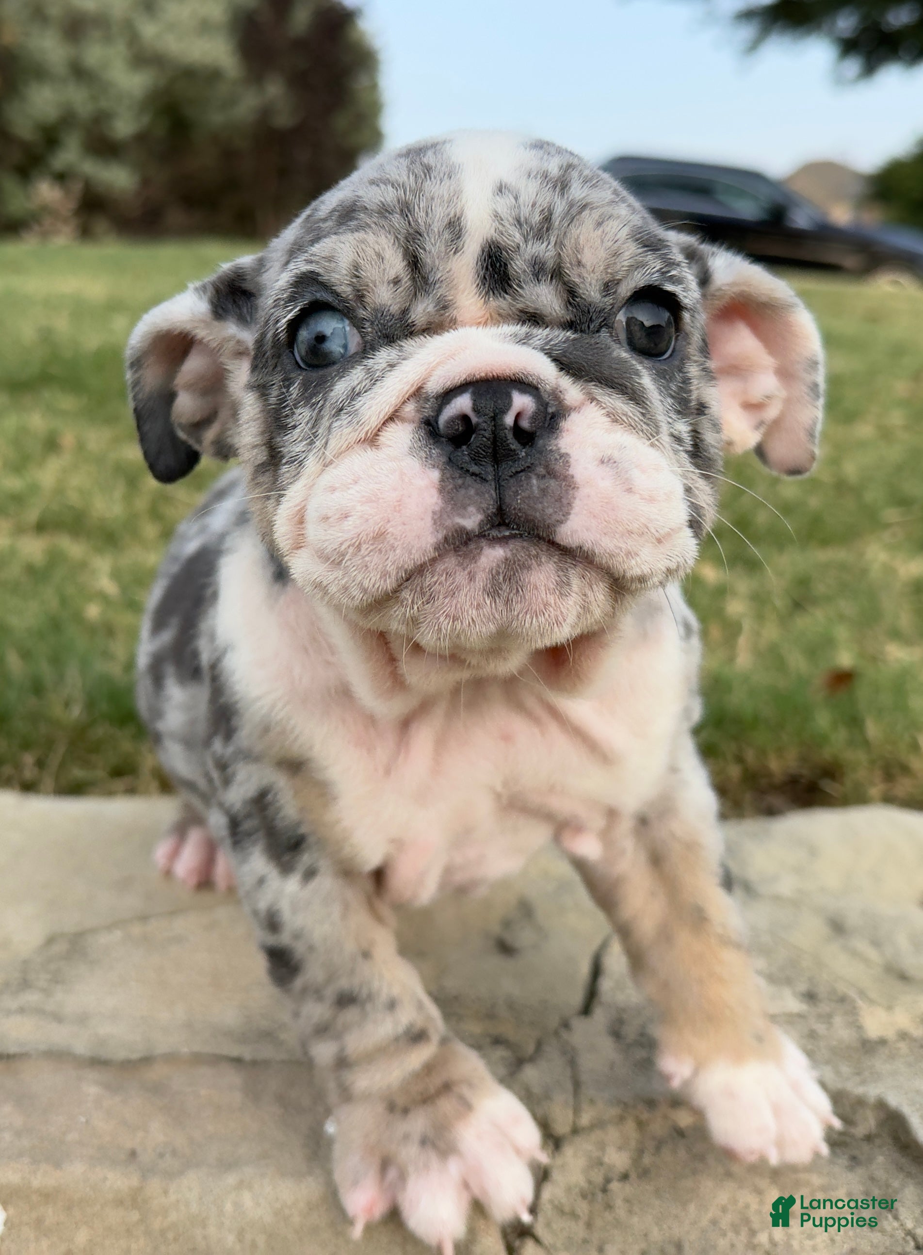 English Bulldog dogs ROYALTY BLU - English Bulldog  - Ad 2