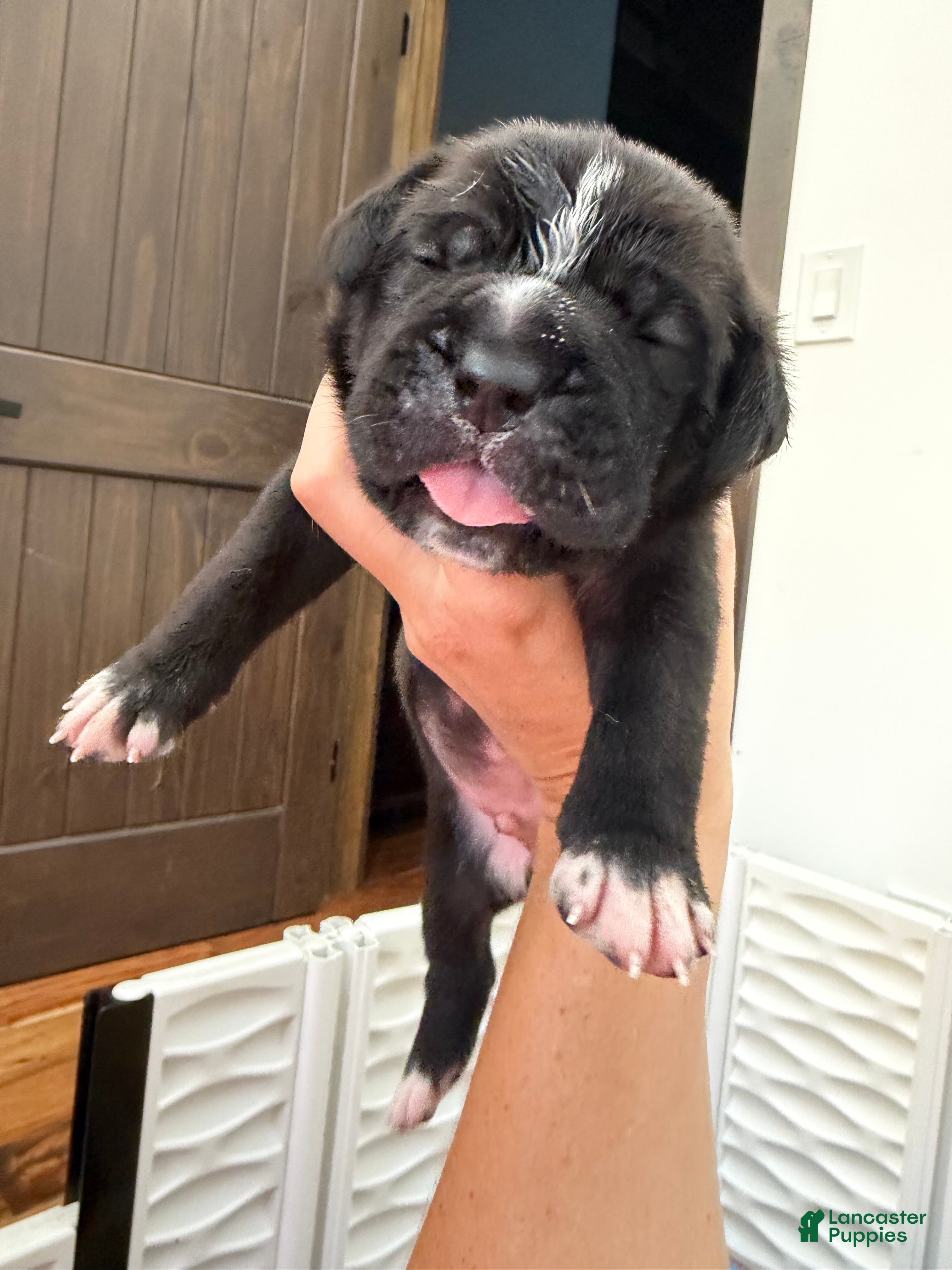 Cane Corso dogs Pablo - Ad 1